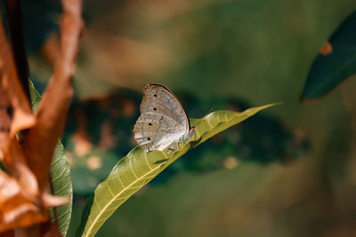 Close-up of butterfly on leaf