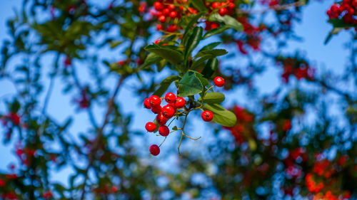 Low angle view of berries on tree