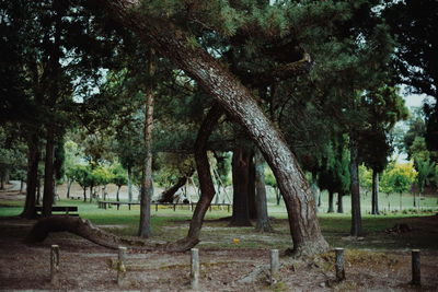 Trees in park