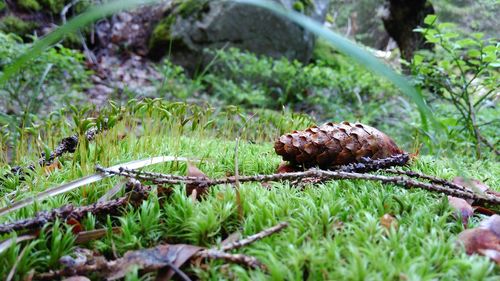 Close-up of pine cone on mossy field