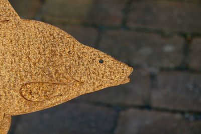 Close-up of a lizard on wall