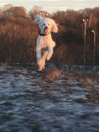 Portrait of dog in winter