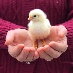 Baby hand holding a bird