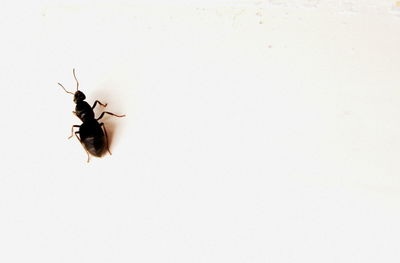 Close-up of insect on white background