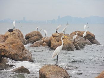 Seagulls on beach