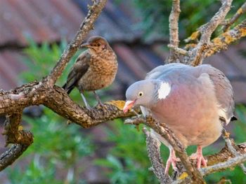 Birds perching on branch