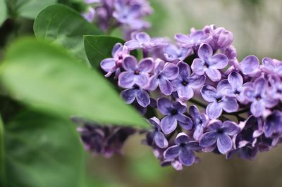 Close-up of purple flowering plant