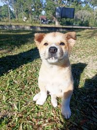 Portrait of dog on field