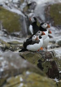 Bird on rock