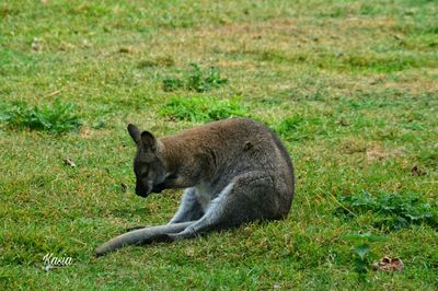 Close-up of dog on grassy field