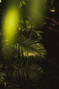 Close-up of pine tree with leaves
