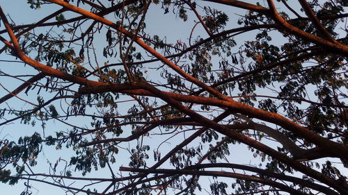 Low angle view of bare tree against sky