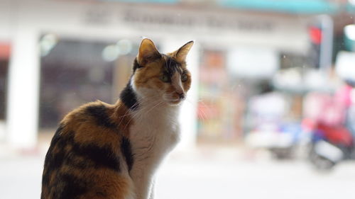 Close-up portrait of a cat looking away