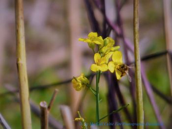 Close-up of yellow flowers on plant