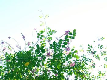 Low angle view of flowers growing on tree