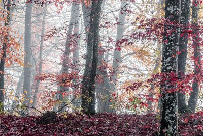 Trees in forest during autumn