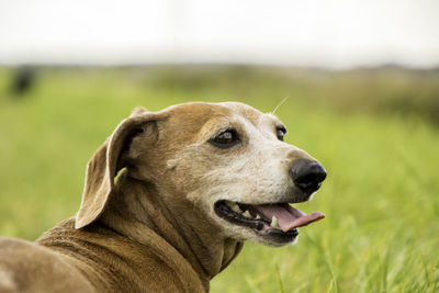 Close-up of dog looking away