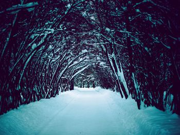 Snow covered plants in forest