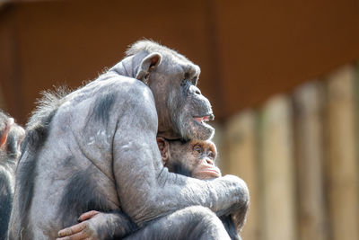 Two people sitting in zoo