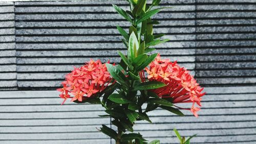 Close-up of red flowers