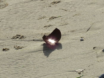 Close-up of crab on sand at beach