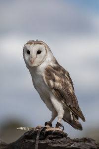 Close-up of a bird