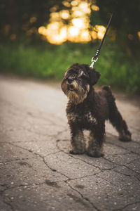 Close-up of dog on road