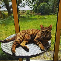 Portrait of cat on window