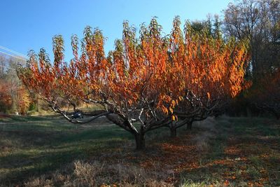 View of trees in autumn