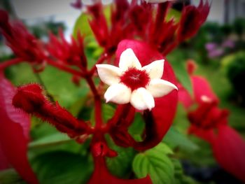 Close-up of red flowers blooming outdoors