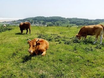 Cows grazing in a field