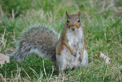 Portrait of squirrel on field