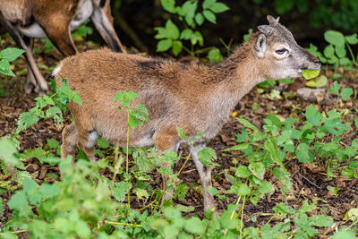 Side view of deer on field