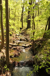 Stream amidst trees in forest