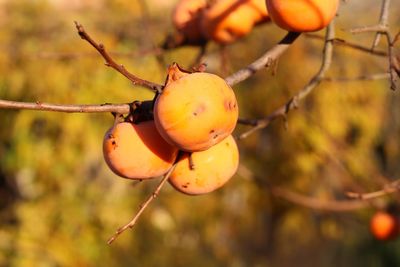 Close-up of orange fruit on tree