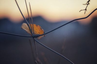 Close-up of dried plant against sunset sky