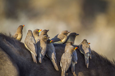 View of birds