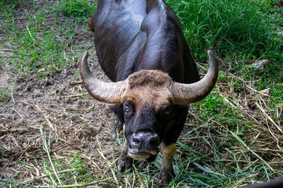 Close-up of a horse on field