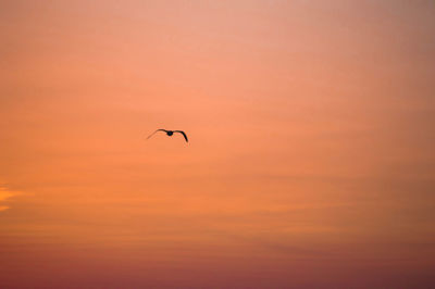 Low angle view of bird flying in sky