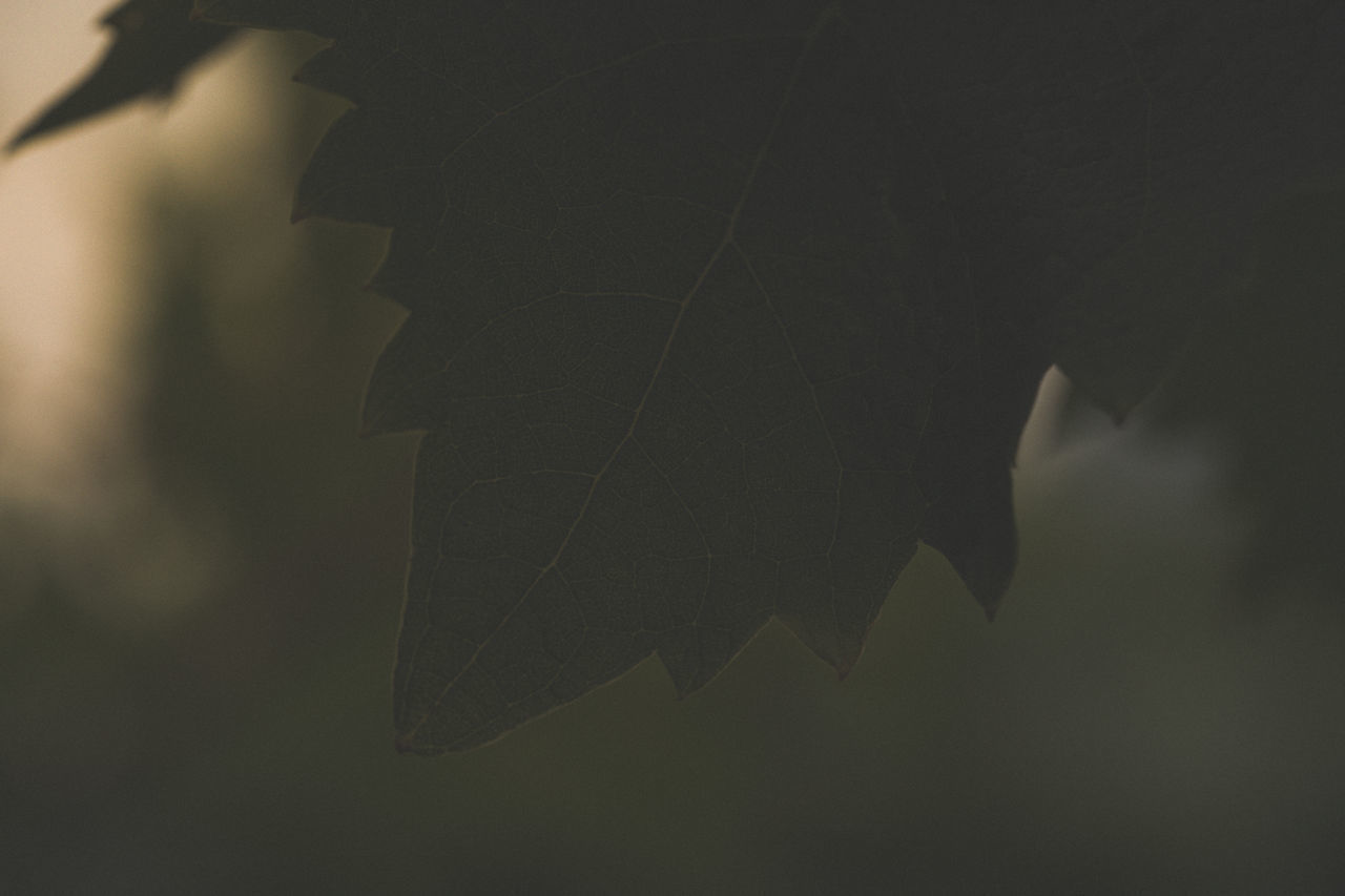 CLOSE-UP OF MAPLE LEAVES AGAINST PLANTS