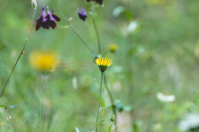 Close-up of yellow flowers blooming outdoors