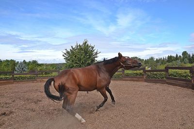 Horse standing on field against sky