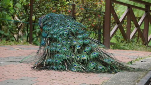 Close-up of a peacock