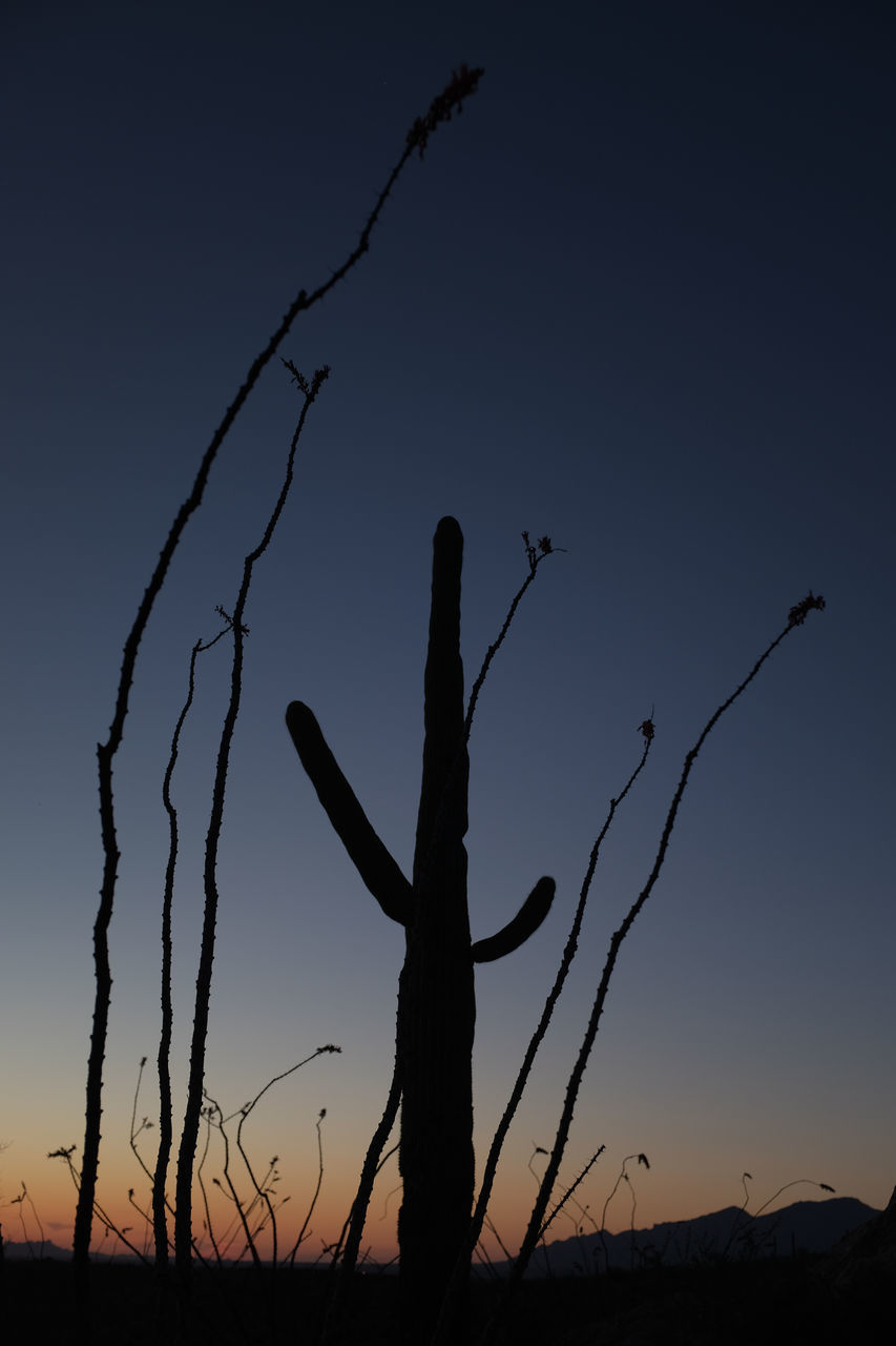nature, silhouette, sunset, bare tree, beauty in nature, uncultivated, dead tree, outdoors, tree trunk, plant, tree, branch, scenics, no people, sky, forest fire, cactus, day