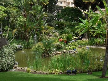 Scenic view of palm trees and plants