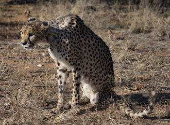 View of a cat on field