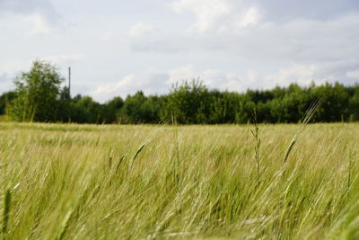 Scenic view of wheat field against sky