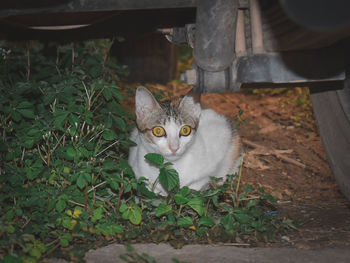 High angle portrait of cat on street by plants