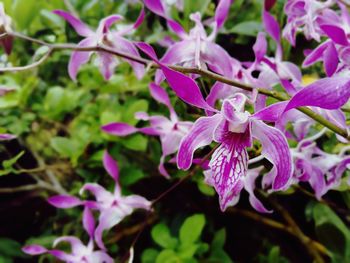 Close-up of pink flowering plant