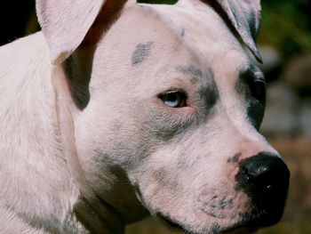 Close-up portrait of dog